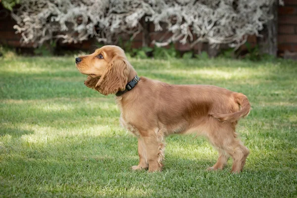 Μικρό Σκυλί Κόκερ Σπάνιελ Μια Όμορφη Ξανθιά Τρίχα Στο Πράσινο — Φωτογραφία Αρχείου