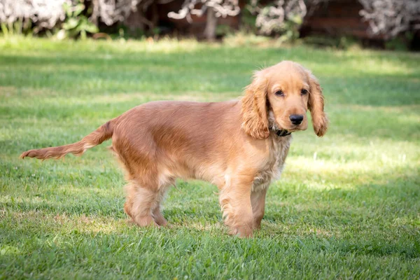 Pequeno Cocker Spaniel Cão Com Belo Cabelo Loiro Grama Verde — Fotografia de Stock