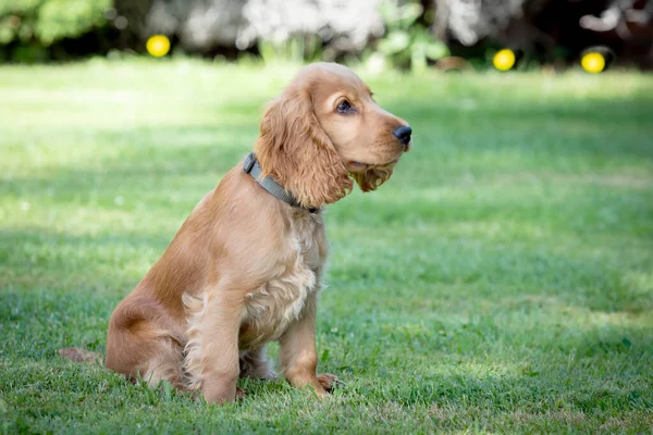 Pequeno Cocker Spaniel Cão Com Belo Cabelo Loiro Grama Verde — Fotografia de Stock