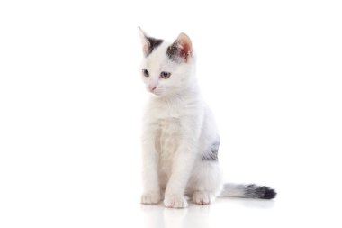 Beyaz arka planda izole edilmiş küçük beyaz kedi.