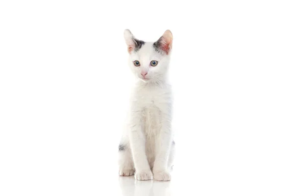 Pequeño Gato Blanco Aislado Sobre Fondo Blanco — Foto de Stock