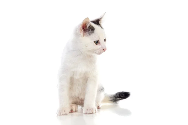 White Little Cat Isolated White Background — Stock Photo, Image
