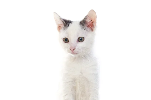 White Little Cat Isolated White Background — Stock Photo, Image