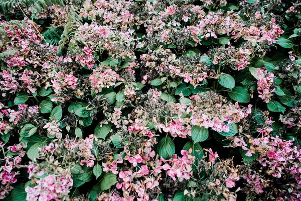 Квітка Гортензії Висохла Плином Часу — стокове фото