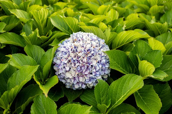 Hydrangea Blomma Omgiven Frodiga Gröna Blad — Stockfoto