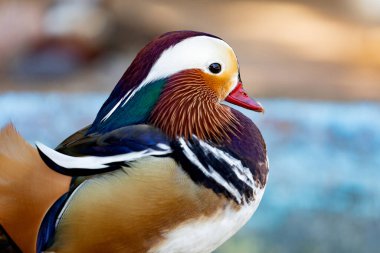 Çiftlikteki egzotik Asyalı ördeğin portresi