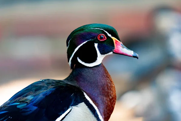 Black exotic duck with red eyes and lines on the head