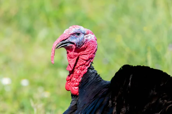 Male Wild Turkey Strutting Green Grass — Stock Photo, Image