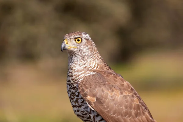 Fiatalkorú Északi Goshawk Ültetett Egy Ágon Helyet Másolni — Stock Fotó