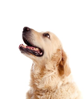 Güzel bir laboratuvar köpeğinin portresi beyaz arka planda izole bir şekilde yukarı bakıyor.