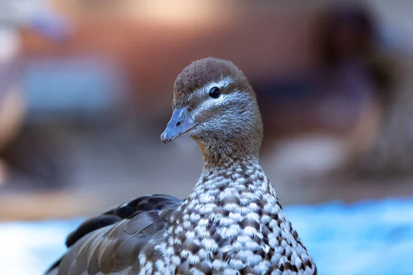 Retrato Primer Plano Pato Una Granja — Foto de Stock