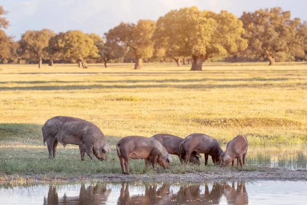 Cerdos Ibéricos Pastando Campo Primavera — Foto de Stock