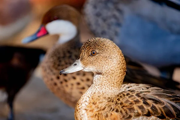 Closeup Portrait Duck Farm — Stock Photo, Image