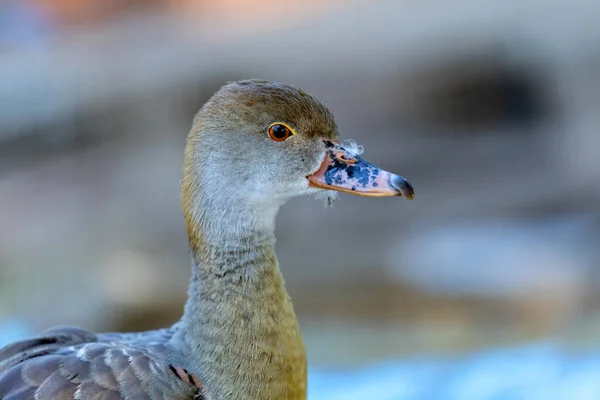 Retrato Primer Plano Pato Una Granja — Foto de Stock