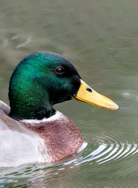 Gyönyörű Kacsa Zöld Fejjel Úszás Tóban — Stock Fotó