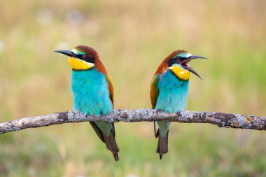 Renkli arı yiyen kuş çifti baharda bir dalda oturuyor.