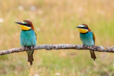 Renkli arı yiyen kuş çifti baharda bir dalda oturuyor. 