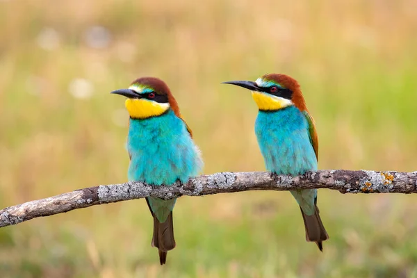 Colorida Pareja Aves Comedoras Abejas Sentadas Una Rama Primavera — Foto de Stock