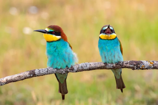 Abelha Colorido Comedor Pássaro Casal Sentado Ramo Primavera — Fotografia de Stock