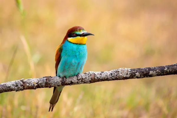Pássaro Comedor Abelhas Colorido Sentado Ramo Primavera — Fotografia de Stock