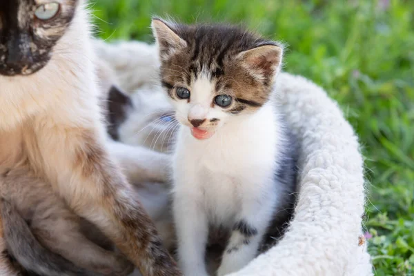 Annesiyle Birlikte Güzel Bir Kedi Yavrusu — Stok fotoğraf