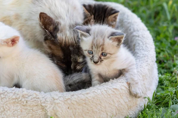 Annesiyle Birlikte Güzel Bir Kedi Yavrusu — Stok fotoğraf