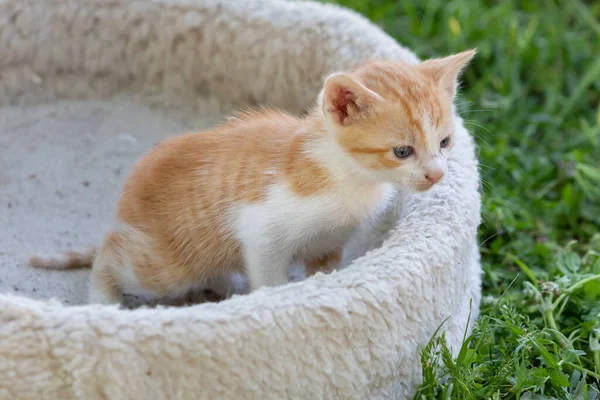 Küçük Sevimli Kedi Yavrusu Yeşil Çimlere Bakıyor — Stok fotoğraf