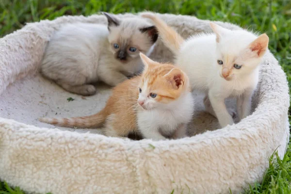 Annesiyle Birlikte Güzel Bir Kedi Yavrusu — Stok fotoğraf