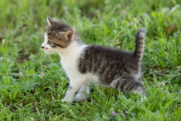 Yeşil Çimlerin Üzerinde Yürüyen Sevimli Tekir Kedi Yavrusu — Stok fotoğraf