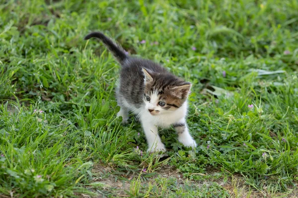 Yeşil Çimlerin Üzerinde Yürüyen Sevimli Tekir Kedi Yavrusu — Stok fotoğraf