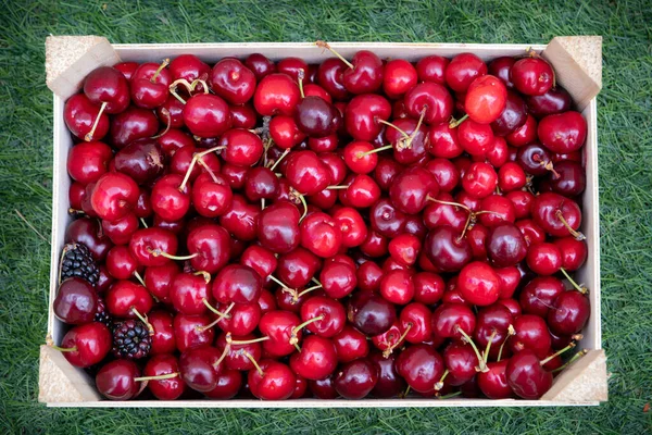 Fresh Organic Berries Macro Fruit Background — Stock Photo, Image