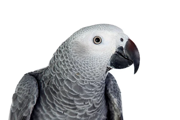 Papagaio Cinzento Frente Fundo Branco — Fotografia de Stock