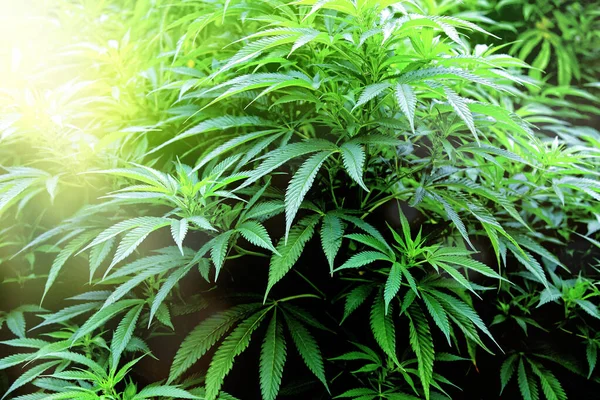Medical legal cannabis plant. Marijuana garden grow area.