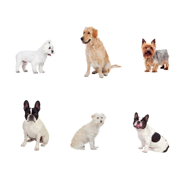 Belos Animais Estimação Isolados Fundo Branco — Fotografia de Stock