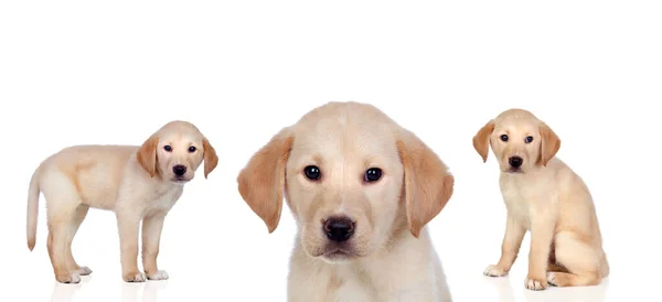 Perros Labradores Aislados Sobre Fondo Blanco —  Fotos de Stock