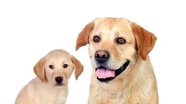 Labrador Dogs Isolated White Background — Stock Photo, Image