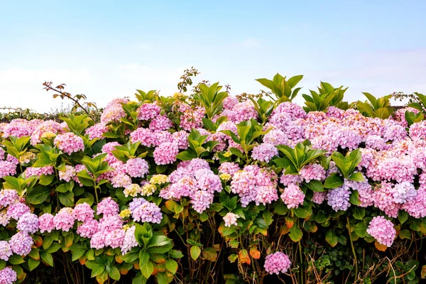 Blommor Växer Trädgården Närbild Vacker Naturlig Bakgrund Blommande Buske Med — Stockfoto