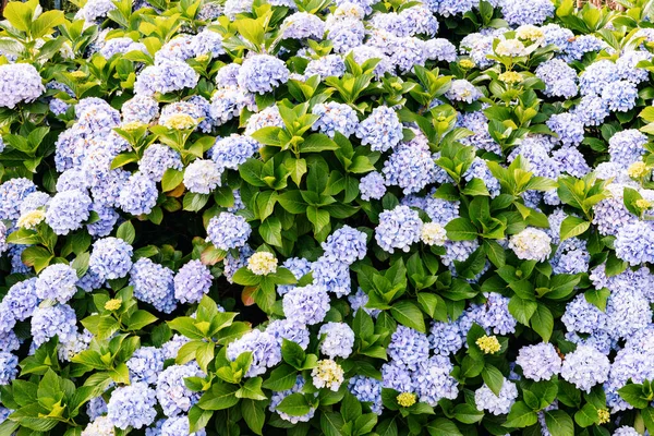 Blommor Växer Trädgården Närbild Vacker Naturlig Bakgrund Blommande Buske Med — Stockfoto