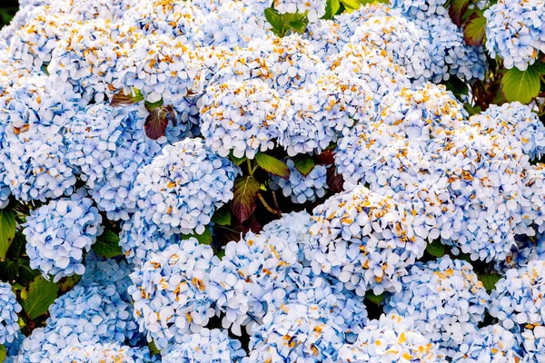 Blommor Växer Trädgården Närbild Vacker Naturlig Bakgrund Blommande Buske Med — Stockfoto