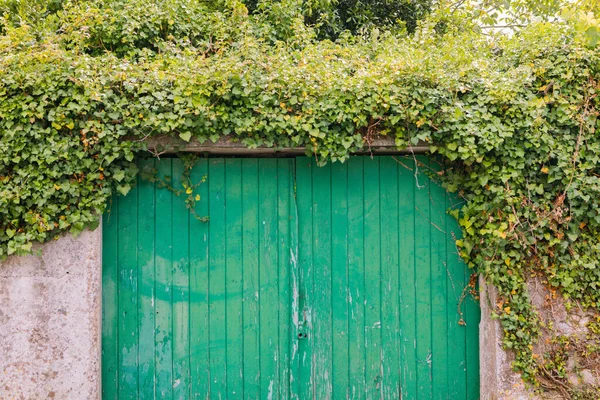 Vintage Wooden Door Climbing Plants Covering Wall — Foto de Stock