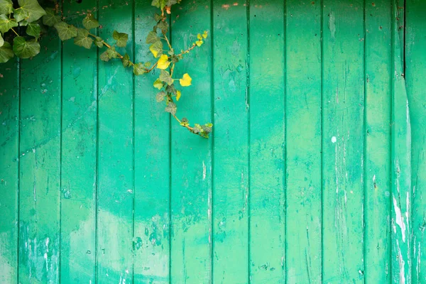 Green Wooden Door Climbing Plants Top —  Fotos de Stock