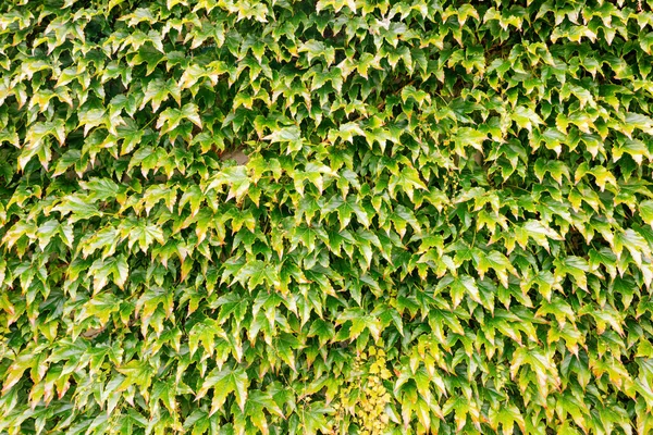 Abstract Background Texture Ivy Covered Wall — Stock Photo, Image