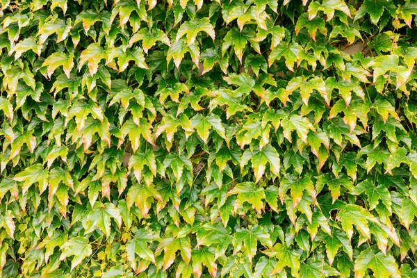 Abstract Background Texture Ivy Covered Wall — Stock Fotó