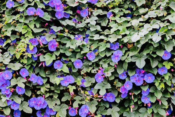 Fleurs Poussant Dans Jardin Gros Plan Beau Fond Écran Naturel — Photo