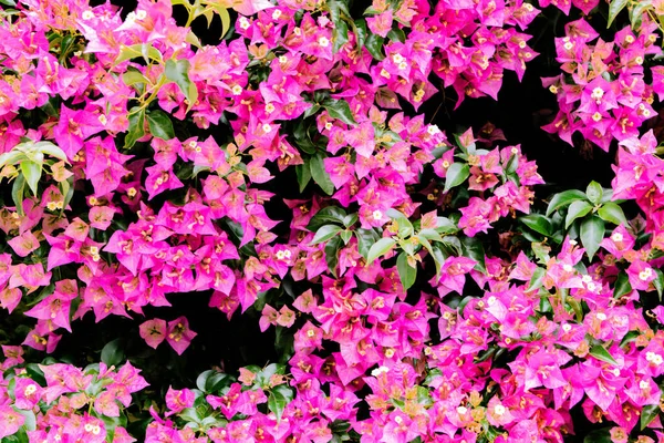 Flowers Growing Garden Closeup Beautiful Natural Wallpaper Flowering Bush Bougainvillea — Stock fotografie