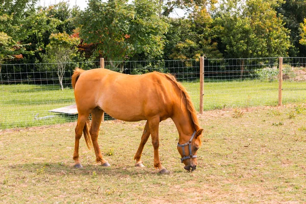 Όμορφο Άλογο Ένα Αγρόκτημα Βόσκει Γρασίδι — Φωτογραφία Αρχείου