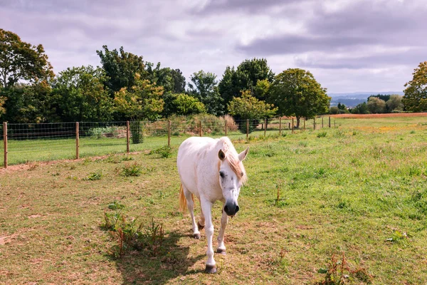 Красивая Лошадь Ферме Пасущая Траву — стоковое фото