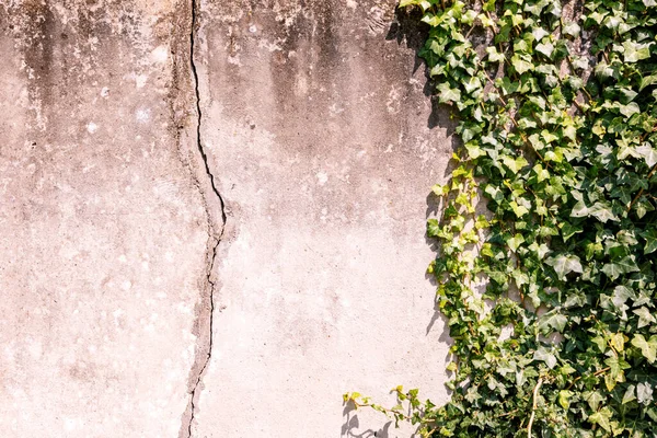 Pared Ladrillo Gris Con Muchas Plantas Alrededor — Foto de Stock