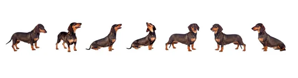 Black Dachshund Sausage Dog Puppy White Background — Stock Photo, Image