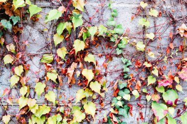 Etrafında bir sürü bitki olan gri tuğla duvar. 